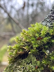 Lewinskya