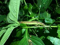 Takydromus sexlineatus