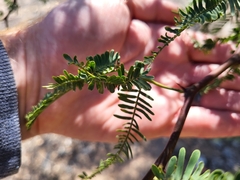 Prosopis caldenia