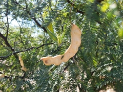 Prosopis caldenia