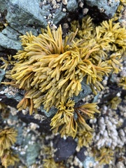 Pelvetiopsis limitata