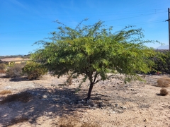 Prosopis caldenia