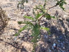 Prosopis caldenia