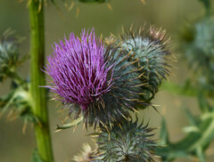 Cirsium eriophorum