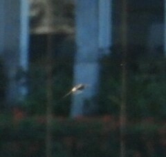 Hirundinidae