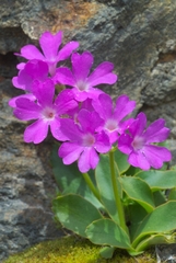 Primula pedemontana