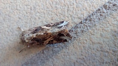 Spodoptera