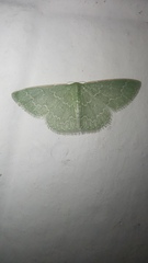 Synchlora