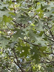 Quercus buckleyi