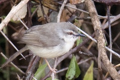 Prinia subflava