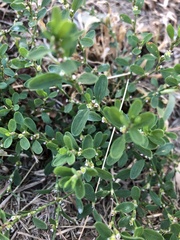 Polygonum aviculare