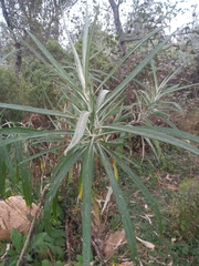 Senecio cinerarioides