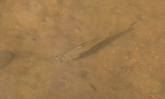 Opsariichthys