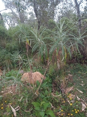 Senecio cinerarioides