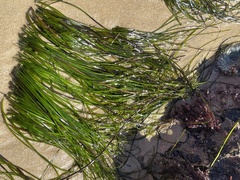 Zosteraceae