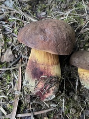 Suillellus queletii