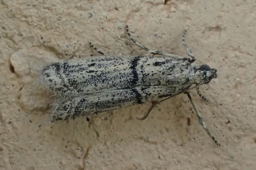 Archiephestia adpiscinella