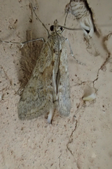 Cornifrons ulceratalis