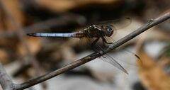 Orthetrum azureum