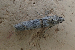 Phycitinae