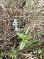 Salvia ballotiflora