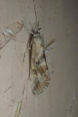 Cornifrons ulceratalis