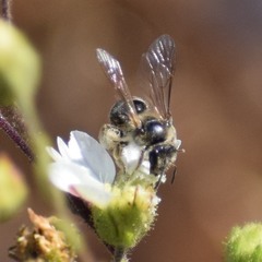 Lasioglossum titusi