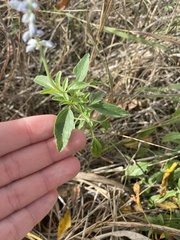 Salvia ballotiflora