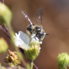 Lasioglossum titusi