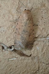 Caradrina flava