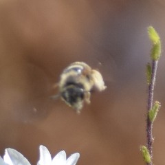 Lasioglossum titusi