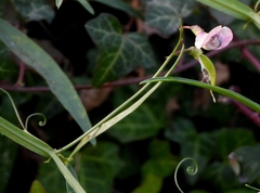 Lathyrus sylvestris