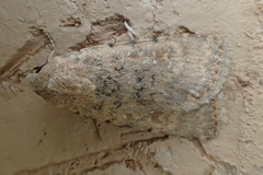 Caradrina flava