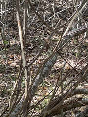 Odocoileus virginianus texanus