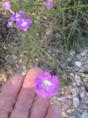 Agalinis strictifolia