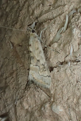 Cornifrons ulceratalis