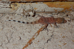 Tarentola boehmei