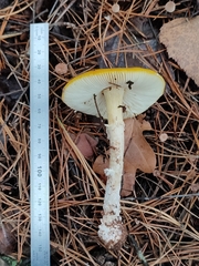 Amanita muscaria aureola