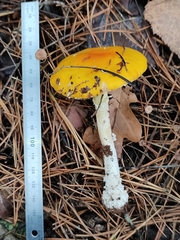 Amanita muscaria aureola