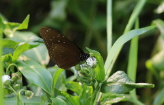 Euploea mulciber barsine