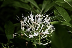 Pavetta hongkongensis