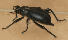 Blaps lusitanica