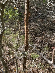 Odocoileus virginianus texanus