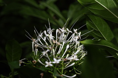 Pavetta hongkongensis