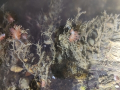 Cratena pawarshindeorum