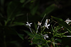 Pavetta hongkongensis