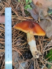Cortinarius mucosus