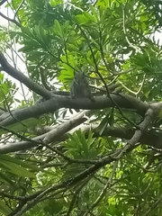 Sciurus yucatanensis