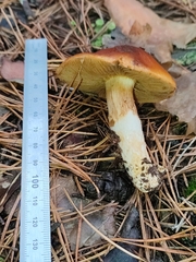Cortinarius mucosus