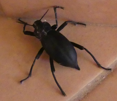 Blaps lusitanica